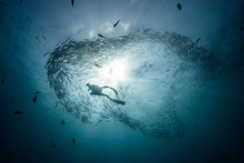Low Angle Underwater View Of Scuba Diver Diving Among Shoaling Jack Fish In Blue Sea, Baja California, Mexico