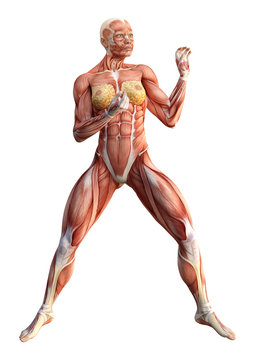 3D Rendering Female Anatomy Figure on White