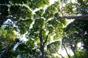 Trees or jungle background looking from the ground