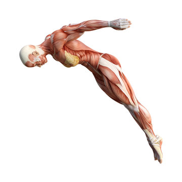 3D Rendering Female Anatomy Figure on White