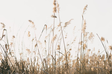 Naklejka na meble thicket of reeds