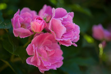 Closeup Of A Cluster Of Pink Roses With One Rosebud