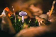 Purple Mushroom With Autumn Leaves Between The Green Moss, Autumn Scene