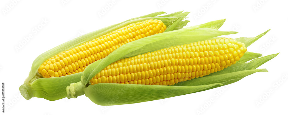 Corncobs or corn ears isolated on white background - obrazy, fototapety, plakaty 