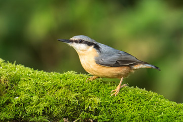 nuthatch (sitta europaea) on a mossy log