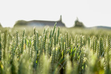 Green Grain In Golden Light, Sunset Corn Field, 