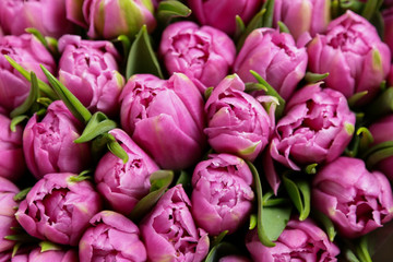  Flowers, purple tulips, background,Postcard, Valentine's Day, Women's Day