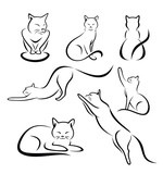 Fototapeta Koty - Different cat poses