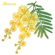 Vector branch of outline Mimosa or Acacia dealbata or silver wattle yellow flower, bud and green leaves isolated on white background. Blossoming bunch of Mimosa in contour style for spring design.