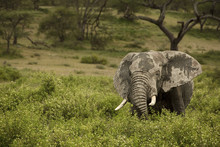 Messy Elephant Amidst Plants On Field