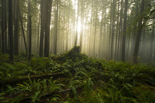Scenic View Of Trees In Forest During Fog At Cascade National Park