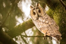 Close-up Long-eared Owl
