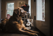 Close-up Of Golden Retriever Sitting By Door At Home