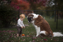 Baby Boy And Dog Looking At Pumpkin Fallen On Field In Yard