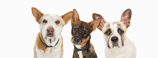 Wall Mural - Three Sad Rescue Dogs Horizontal Header
