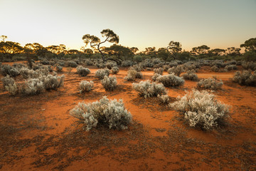 south australian outback landscape at sunset