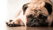 Close Up Of Cute Pug Dog Lying Down On Wooden Floor At Home.