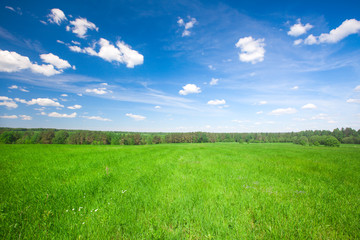 Wall Mural - Green field under blue cloudy sky