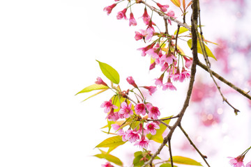 Beautiful sakura flower (cherry blossom) in spring on white background