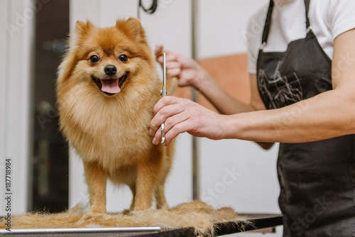 Fotografía grooming dogs Spitz Pomeranian in the cabin