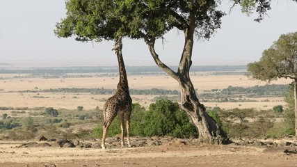 Wall Mural - wide view of a giraffe feeding on an acacia tree in masai mara reserve, kenya