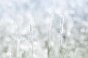  winter grass flower  on  sunny background with silver bokeh  vintage  outdoor  spring,autumn  natural  photo