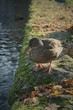 German duck with water and foliage