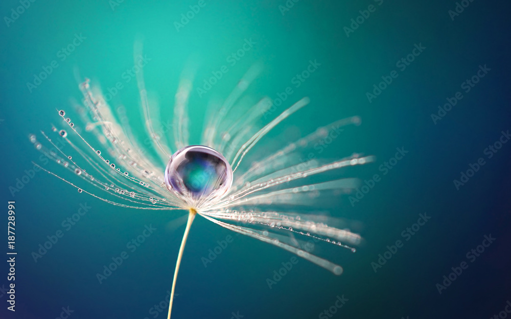Beautiful water drop on a dandelion flower seed macro in nature. Beautiful deep saturated blue and turquoise background, free space for text. Bright colorful expressive artistic image form. - obrazy, fototapety, plakaty 
