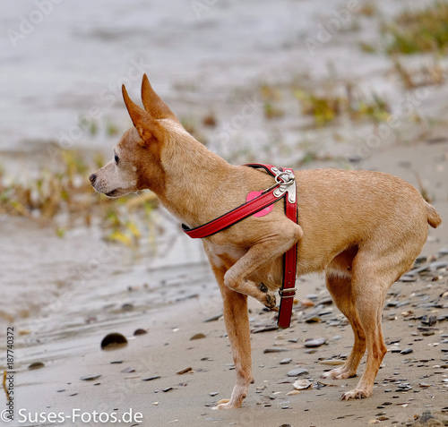 Hund Prager Rattler