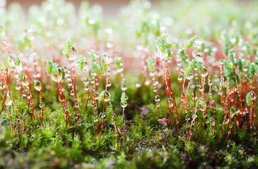 Sticker - Rain drops and moss