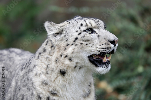 Plakat Snow Leopard Close-up
