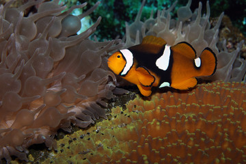 Amphiprion ocellaris