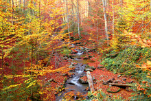 Stream In Autumn Beech Forest