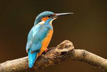 Kingfisher Perched On A Branch On Dark Background