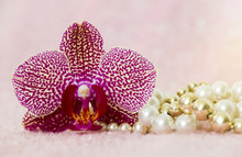 Pink Soft Orchid Flower With Pearls