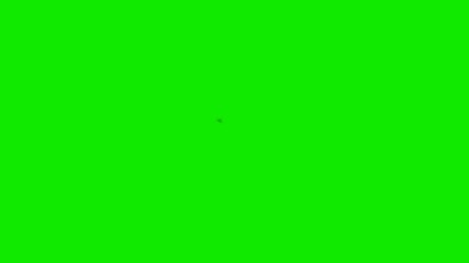 an annoying fly on a green screen background