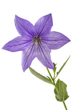 Violet Flower Of Platycodon, Platycodon Grandiflorus, Or Bellflowers, Isolated On White Background. Balloon Flower Of Violet Platycodon In Bloom During Summer