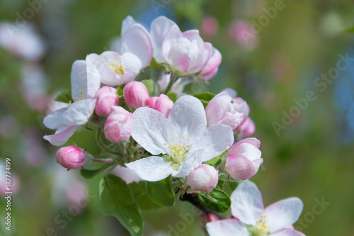 Dekoracja na wymiar  swieze-wiosenne-kwiaty-jabloni-na-galeziach