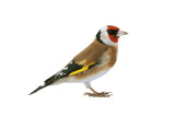 Fototapeta  - goldfinch