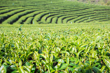 Wall Mural - landscape of green tea platation,leaves background texture