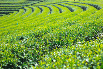 Wall Mural - landscape of green tea platation,leaves background texture