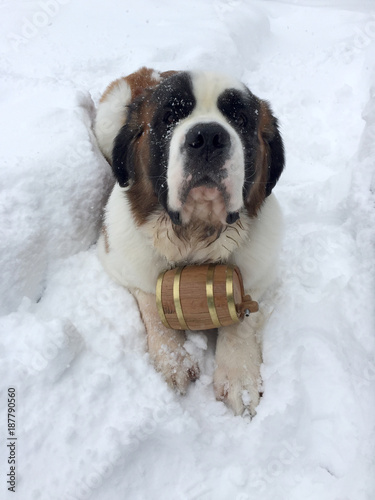 Saint Bernard Laying In Snow With Whiskey Barrel Stock Photo Adobe Stock