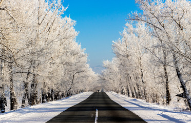 Wall Mural - Snowy winter country road in the forest on sunny day