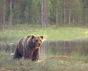 Wall Mural - big male brown bear (ursus arctos) walking in the bog at sunset