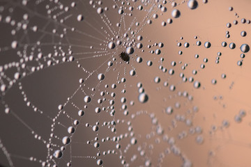Spider web with water drops