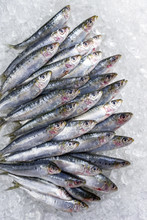 Raw Sardine On Ice Offered As Top View