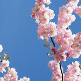 closed up of cherry blossom in japanese park