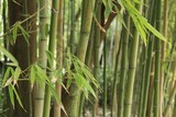 Fototapeta Sypialnia - Forest of bamboo canes