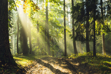 Forest sun rays wild road / God beams ,old natural green forest in north Poland