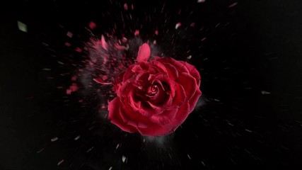 Red rose flower exploding in super slow motion, shot with Phantom Flex 4K